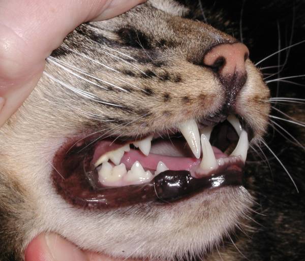 Rokusaburo's teeth